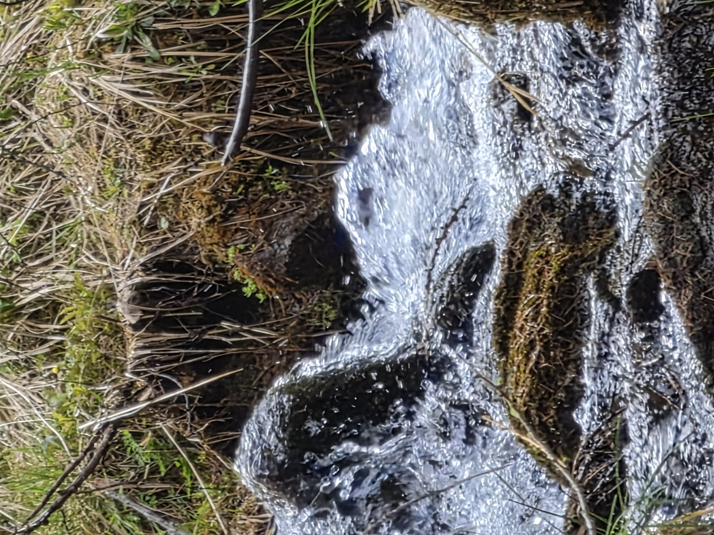 Clear mountain stream over mossy rocks in the Swiss Alps